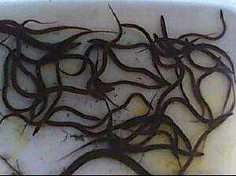 大量出售各种规格黄鳝苗，货量充足，量大从优，欢迎咨询！