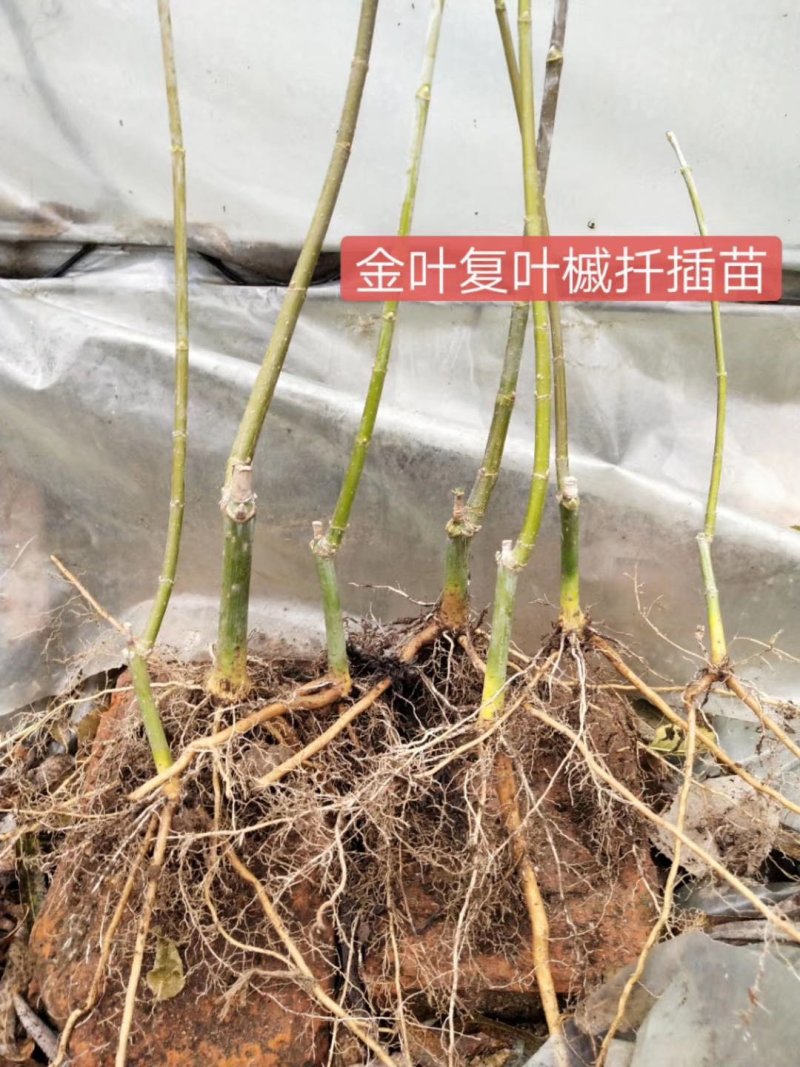 预售金叶复叶槭扦插苗复叶槭苗金叶糖槭树产地直销