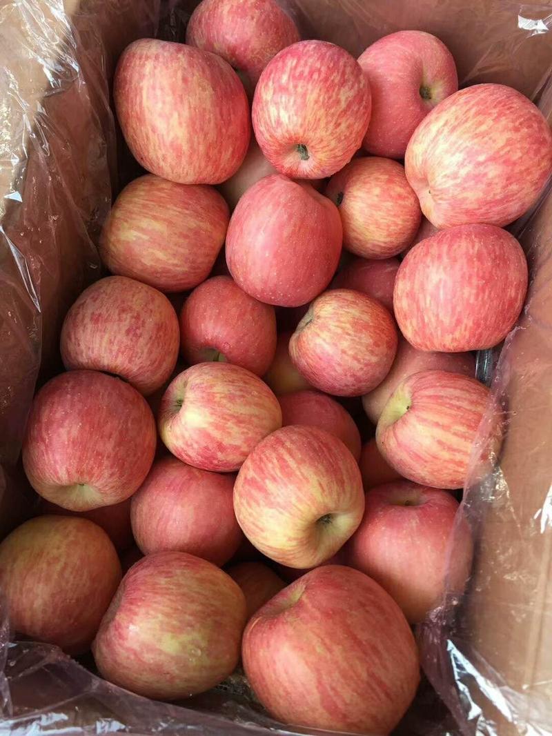 山东红富士苹果价格实惠货源充足品质保证价格美丽