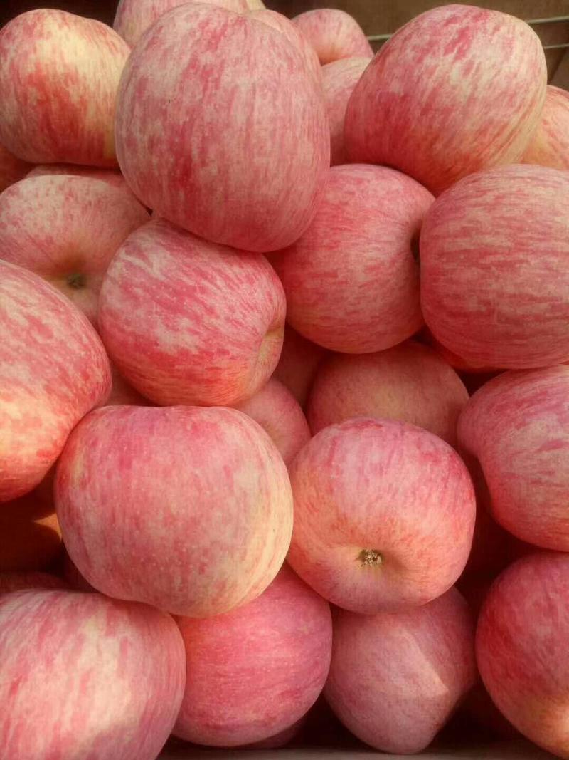 山东红富士苹果价格实惠货源充足品质保证价格美丽