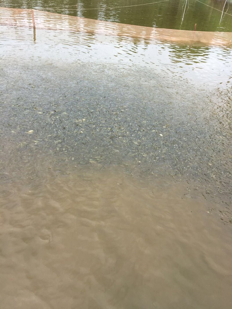 精品黄颡鱼苗，黄辣丁，包存活率，包质量，送货上门