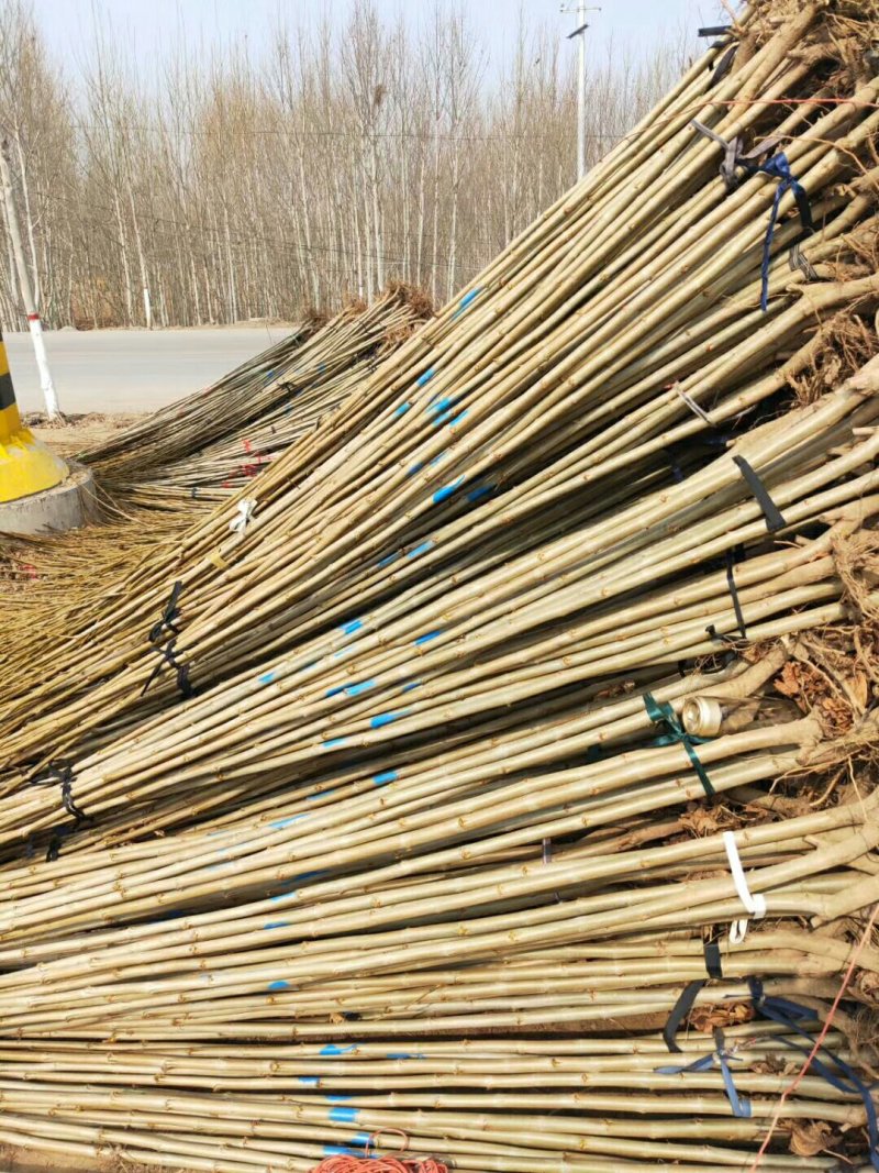 速生白蜡小苗造型白蜡1号
