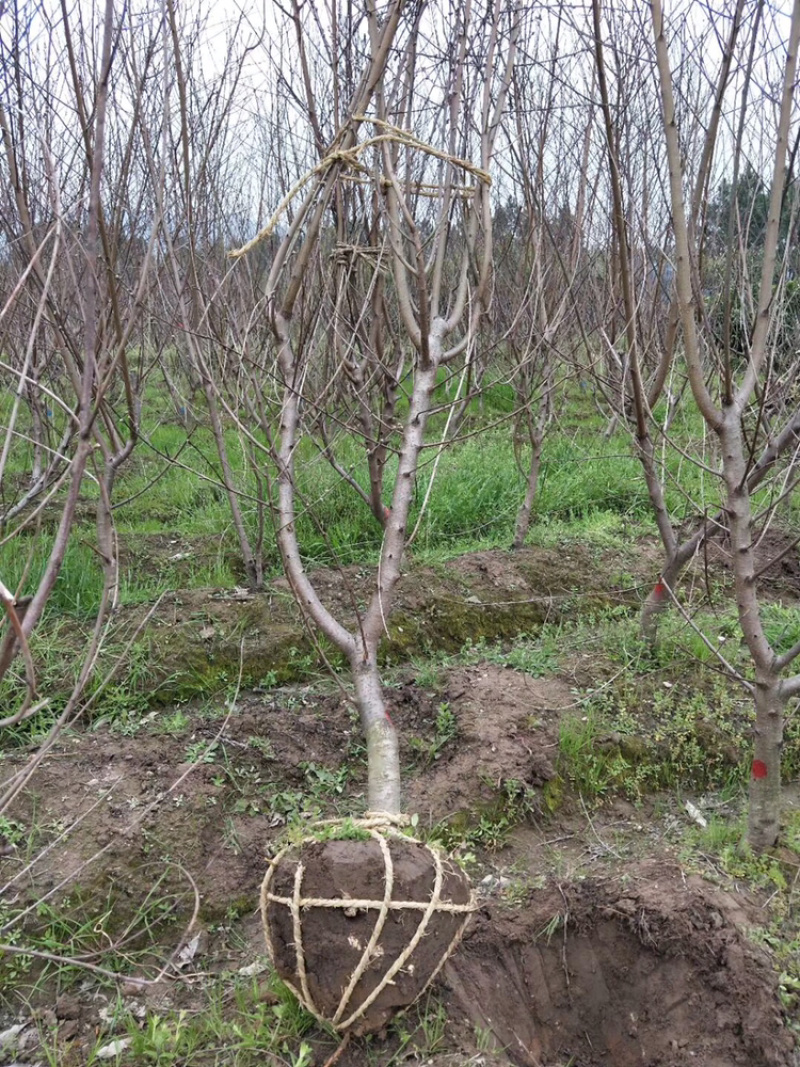 水蜜桃