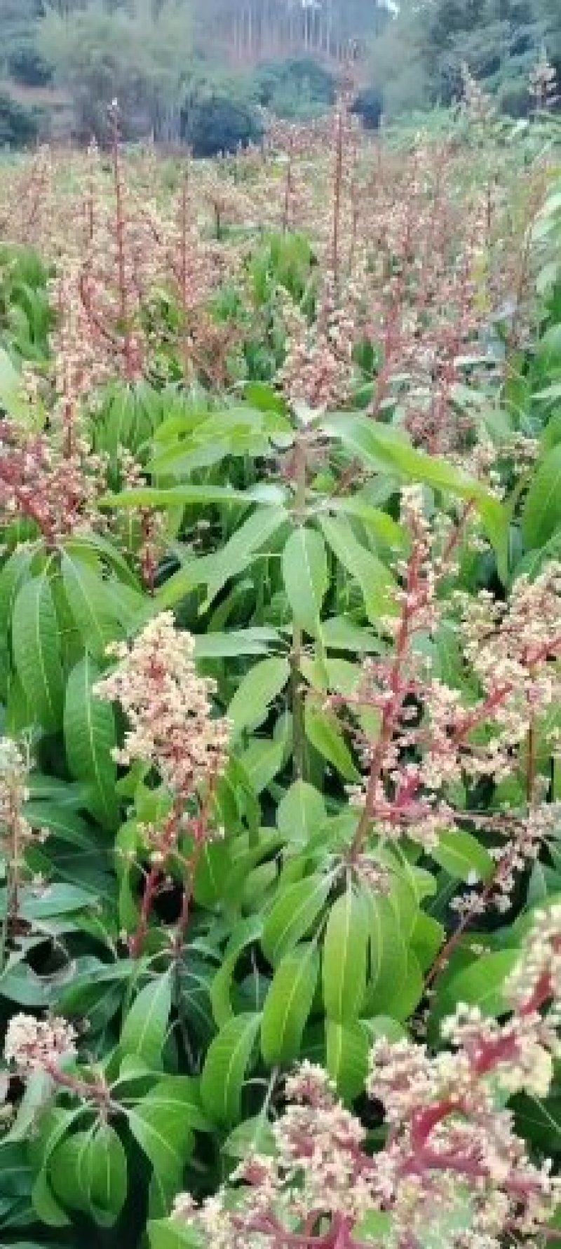 贵妃芒果苗桂七芒果树苗四季蜜芒金煌芒苗嫁接苗正品