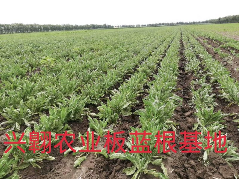 板蓝根籽，小籽，颗粒饱满，纯度高，基地直发，量大从优