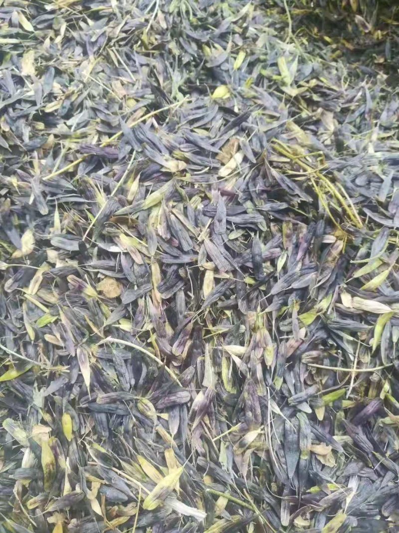 板蓝根籽，小籽，颗粒饱满，纯度高，基地直发，量大从优