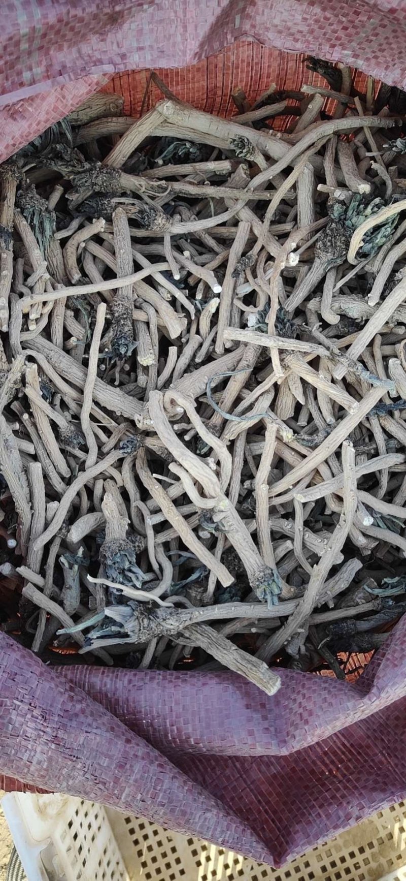 板蓝根籽，小籽，颗粒饱满，纯度高，基地直发，量大从优