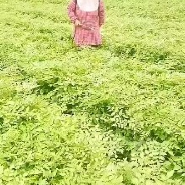 刺嫩芽苗药材种子种苗