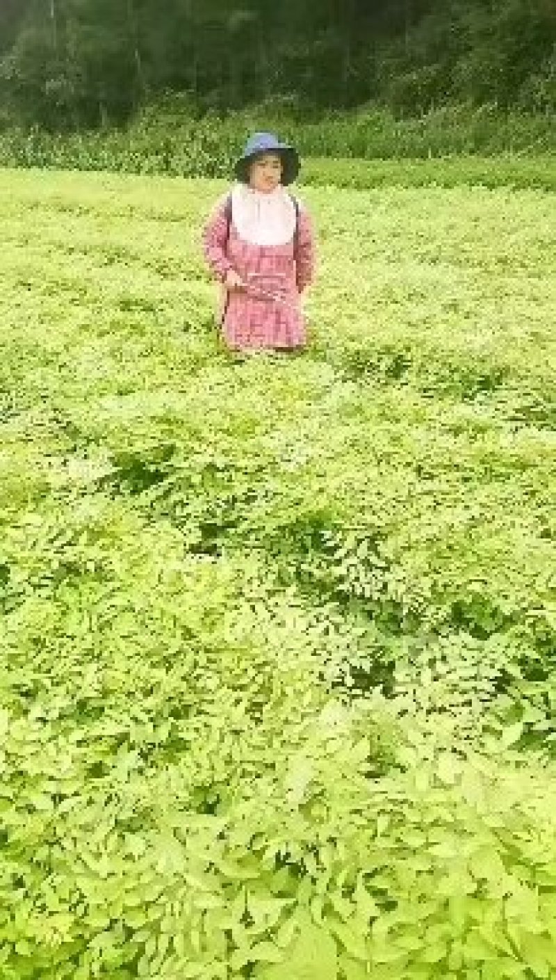 刺嫩芽苗药材种子种苗