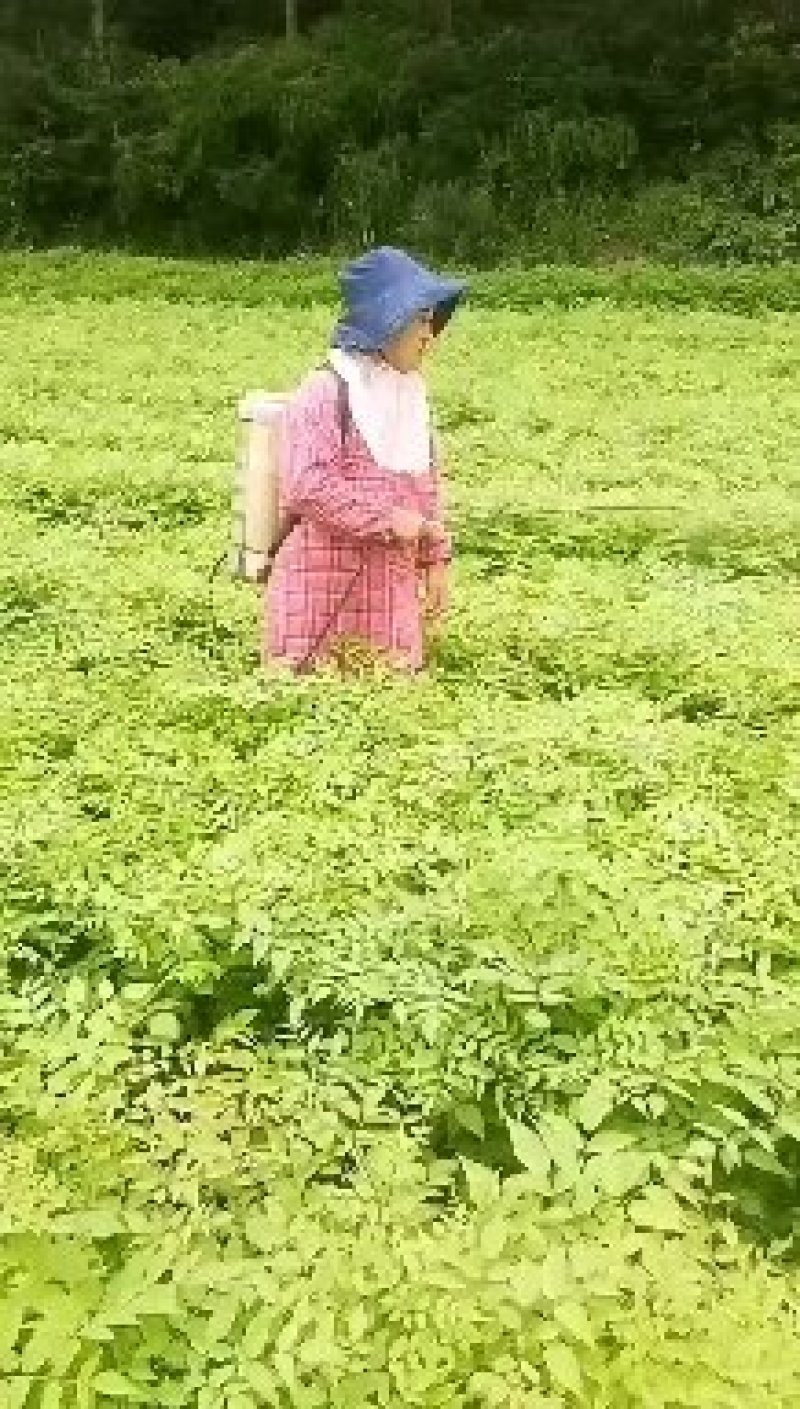 刺嫩芽苗药材种子种苗