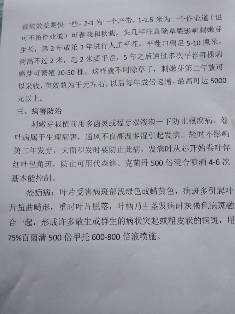 刺嫩芽苗药材种子种苗