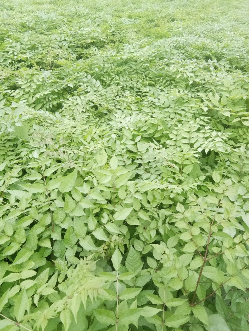 刺嫩芽苗药材种子种苗