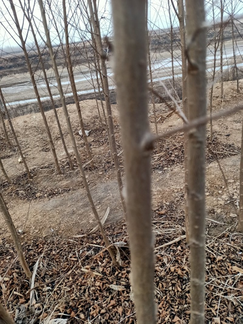 榆树，基地2000亩速生白榆树苗，批发零售，量大优惠
