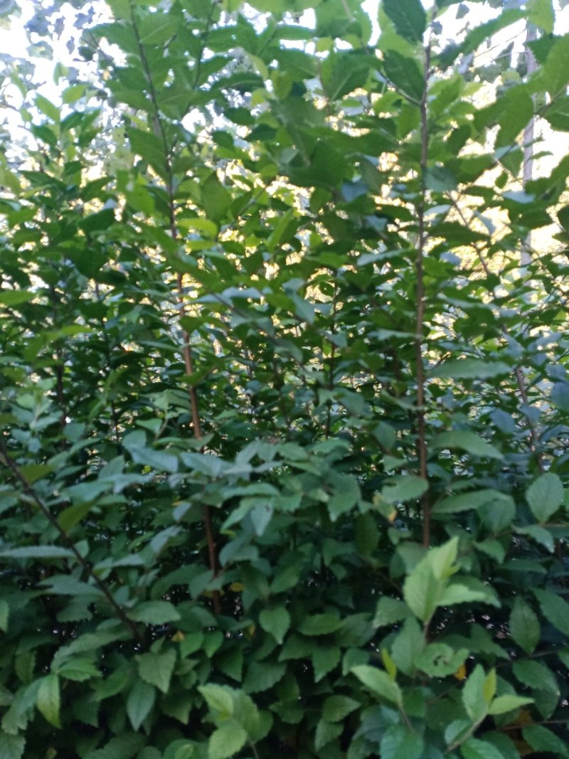 榆树，基地2000亩速生白榆树苗，批发零售，量大优惠