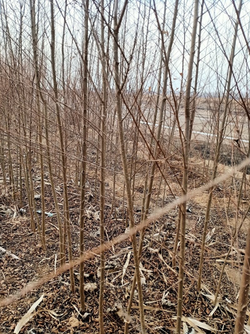 榆树，基地2000亩速生白榆树苗，批发零售，量大优惠