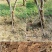 农用挖土开荒耙子神器园艺工具三齿户外翻地松土扒子家用种菜