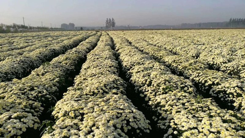 菊花苗，各种规格、扦插苗培育基地，提供种植技术指导