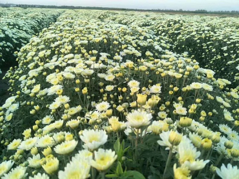 菊花苗，各种规格、扦插苗培育基地，提供种植技术指导