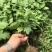 菊花苗，各种规格、扦插苗培育基地，提供种植技术指导