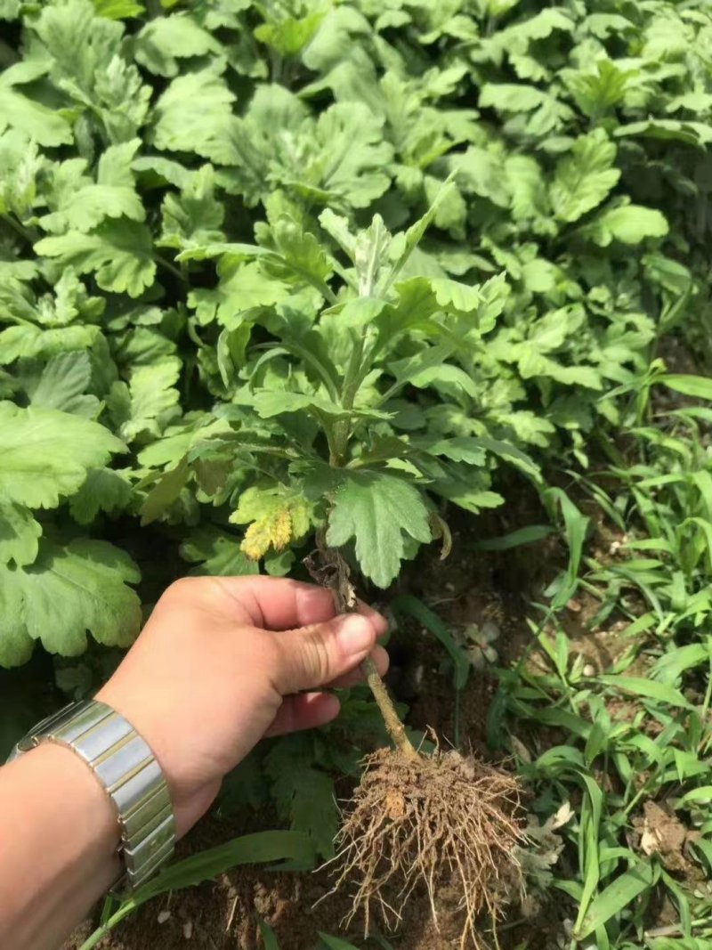 菊花苗，各种规格、扦插苗培育基地，提供种植技术指导