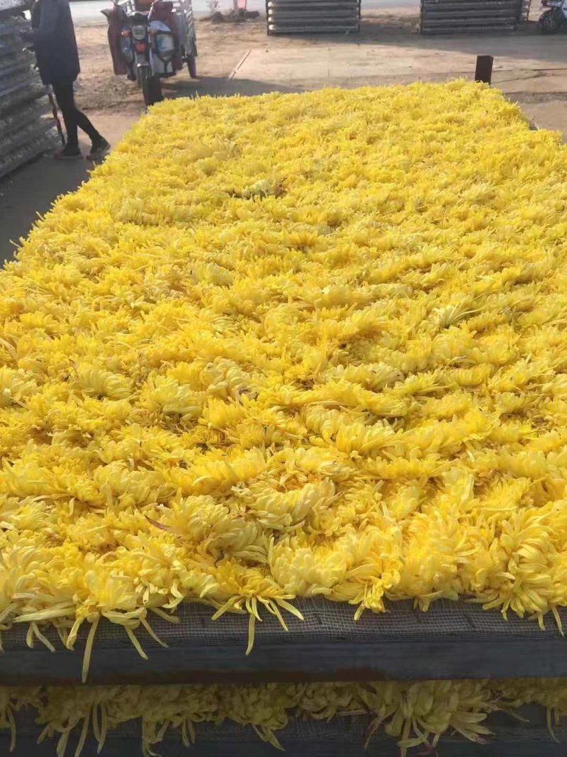 菊花苗，各种规格、扦插苗培育基地，提供种植技术指导