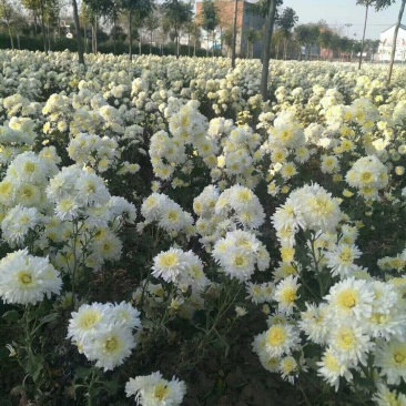 菊花苗，各种规格、扦插苗培育基地，提供种植技术指导