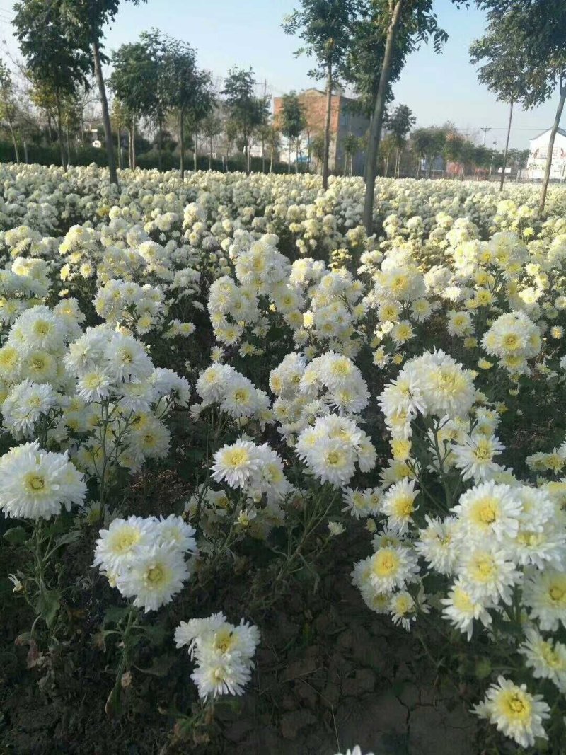 菊花苗，各种规格、扦插苗培育基地，提供种植技术指导