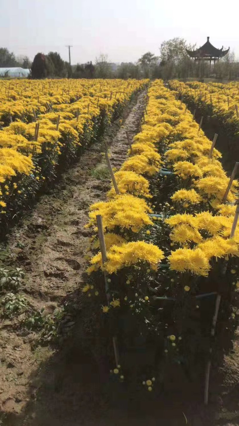 菊花苗，各种规格、扦插苗培育基地，提供种植技术指导