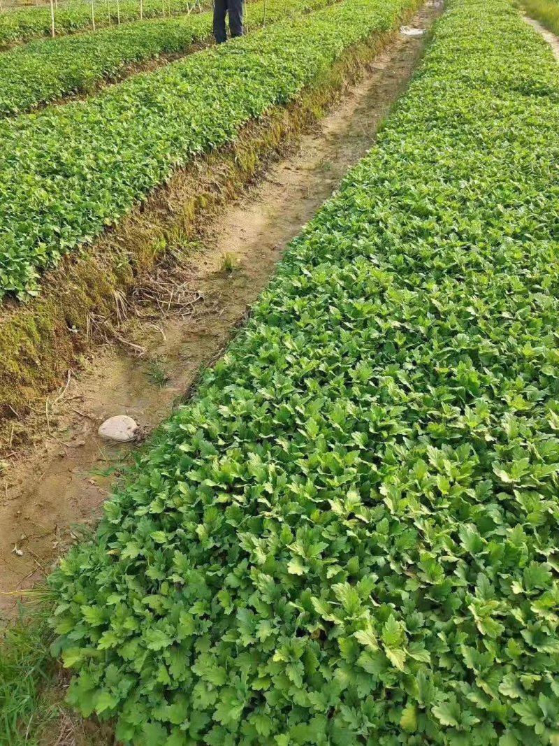 菊花苗，各种规格、扦插苗培育基地，提供种植技术指导