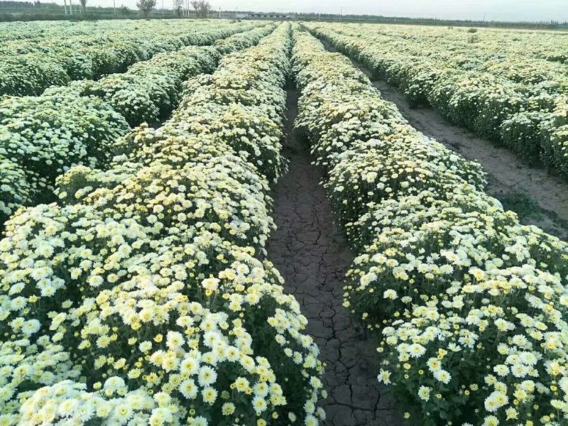 菊花苗，各种规格、扦插苗培育基地，提供种植技术指导