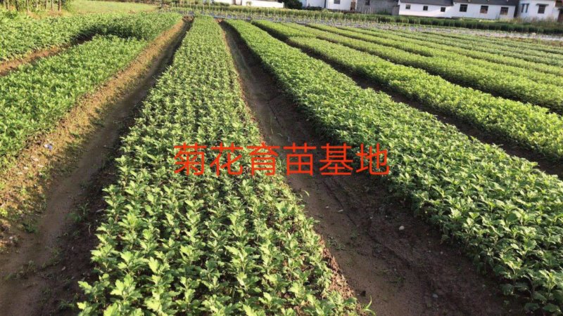 菊花苗，各种规格、扦插苗培育基地，提供种植技术指导