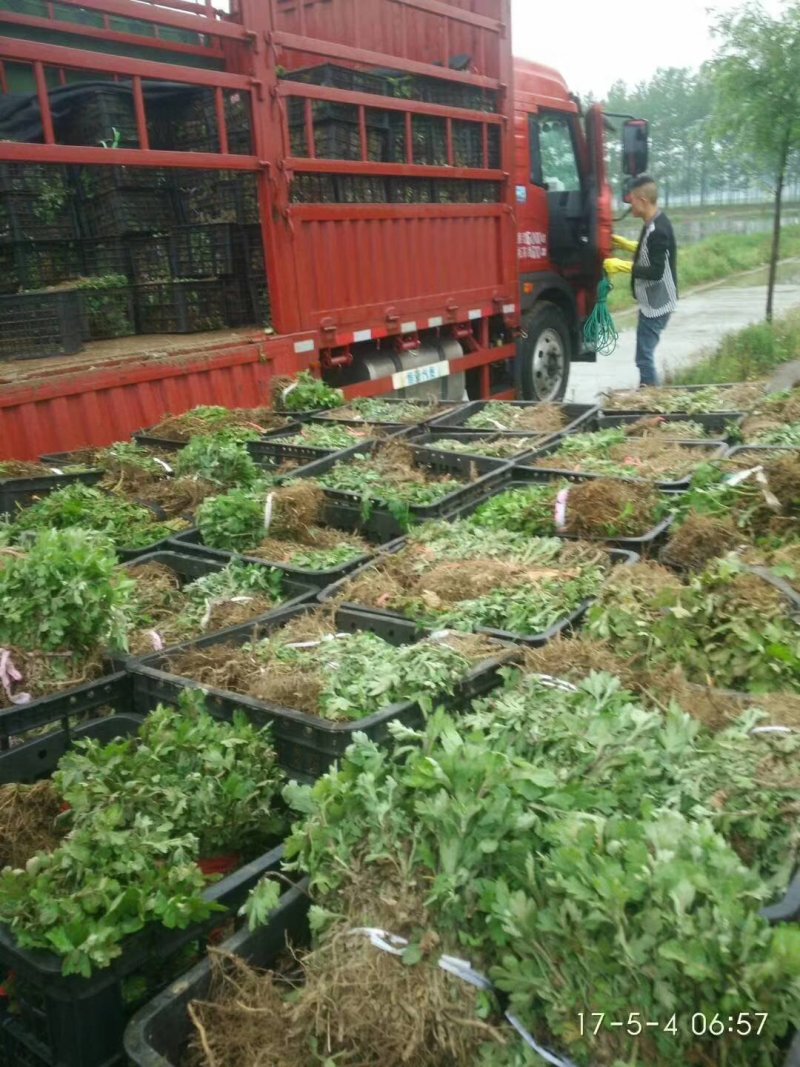 菊花苗，各种规格、扦插苗培育基地，提供种植技术指导