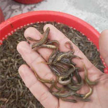 泥鳅苗，规格齐全，提供养殖技术，包成活，长势快