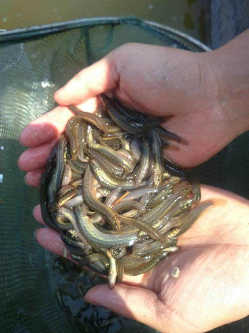 泥鳅苗，规格齐全，提供养殖技术，包成活，长势快