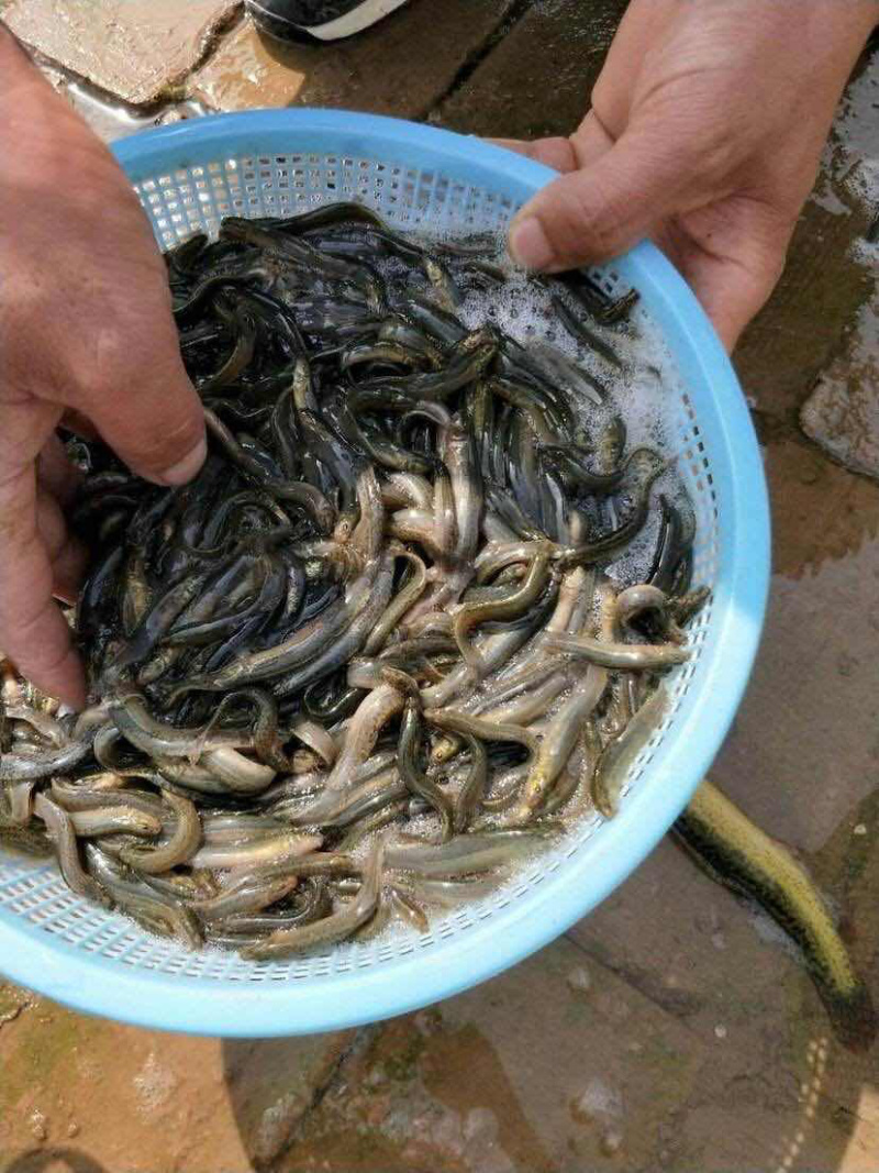 泥鳅苗，规格齐全，提供养殖技术，包成活，长势快
