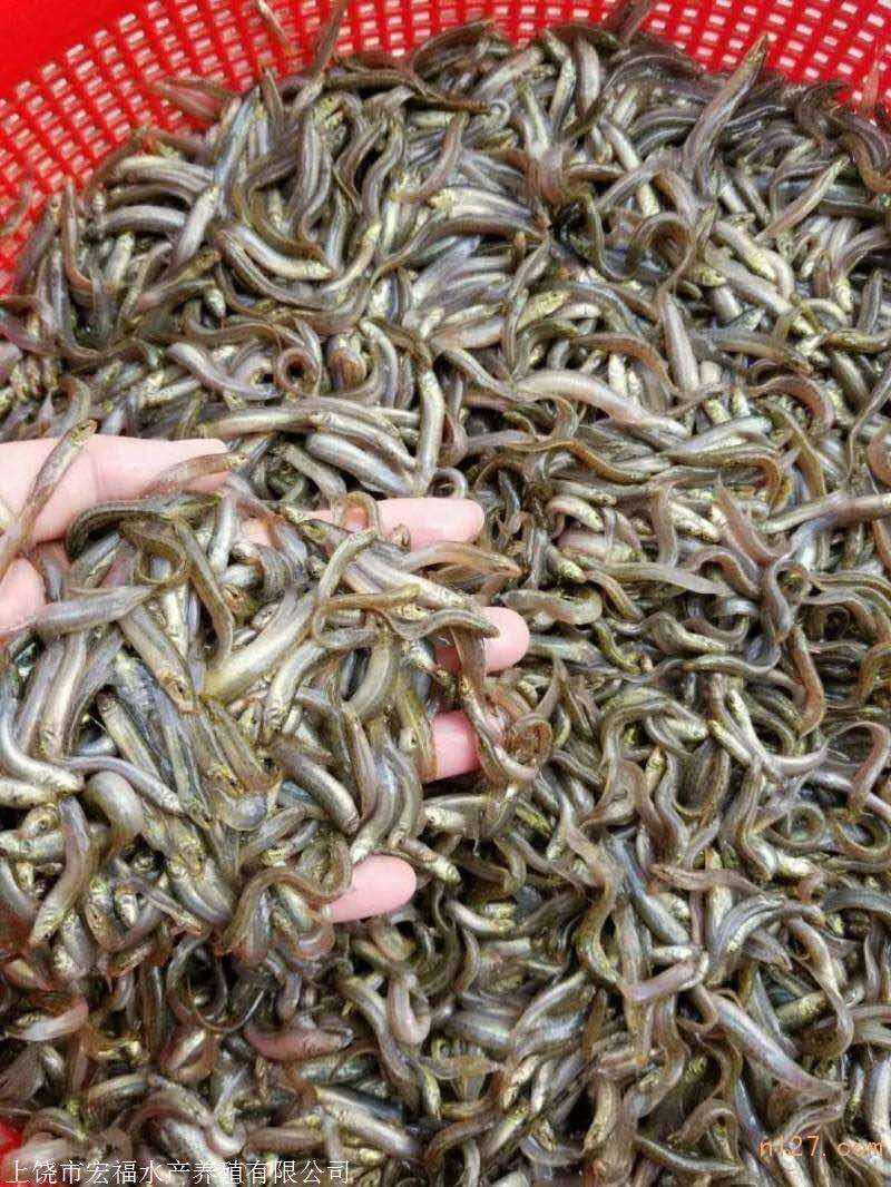 泥鳅苗，规格齐全，提供养殖技术，包成活，长势快