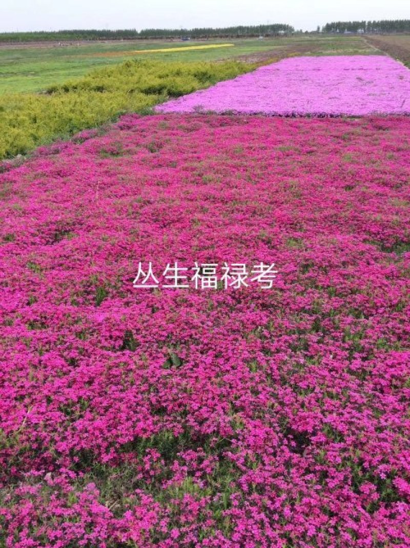 福禄考，宿根福禄考，苗圃直供，保质保量，欢迎各位选购