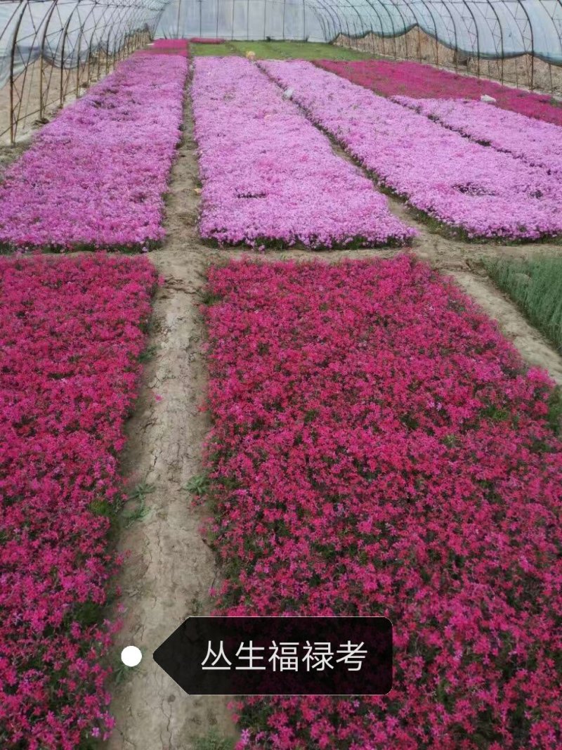 福禄考，宿根福禄考，苗圃直供，保质保量，欢迎各位选购