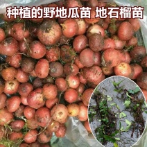 野地瓜苗野生地瓜果苗
