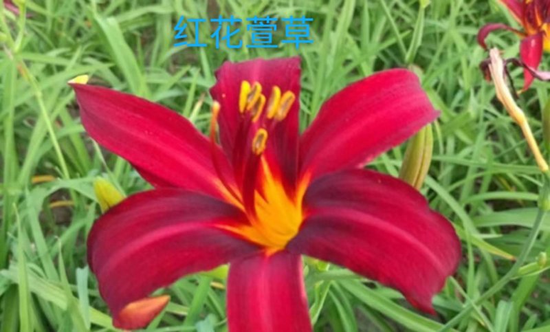 萱草，红花萱草，宿根花卉，基地直销，保质保量，