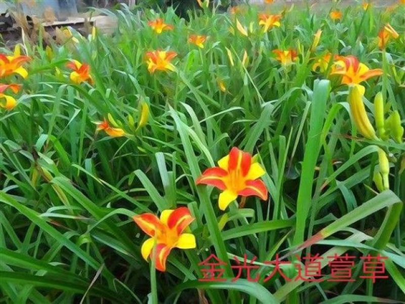萱草，红花萱草，宿根花卉，基地直销，保质保量，
