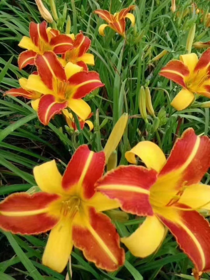 萱草，红花萱草，宿根花卉，基地直销，保质保量，