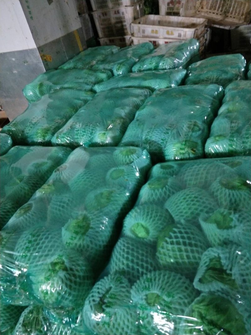 云南省玉溪市优质包菜