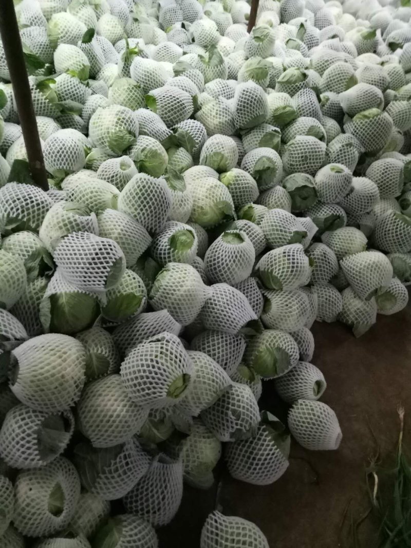 云南省玉溪市优质包菜