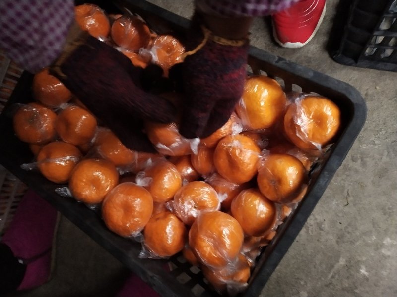 湖南湘西椪柑，个大味甜水份足口感甜易化渣，颜色红