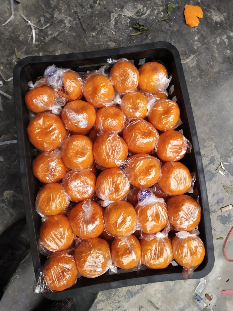 湖南湘西椪柑储存果，果形扁圆，果皮干净，个头大，价格便宜