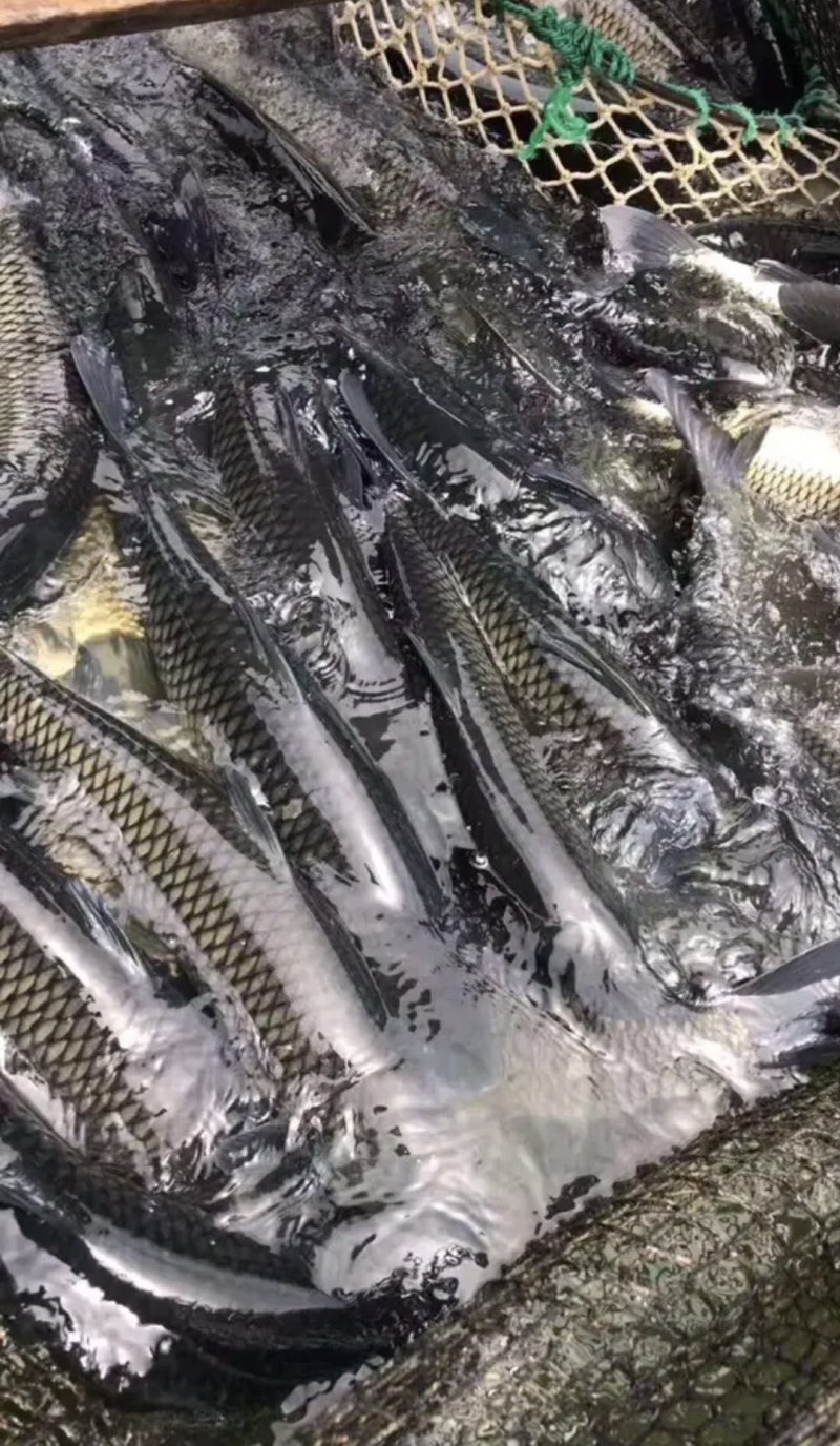 新草鱼苗供应，草鱼苗5～10公分，规格齐全，包存活率，