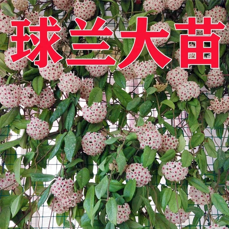 球兰盆栽花苗花园植物多年生木本花卉庭院爬藤花卉藤