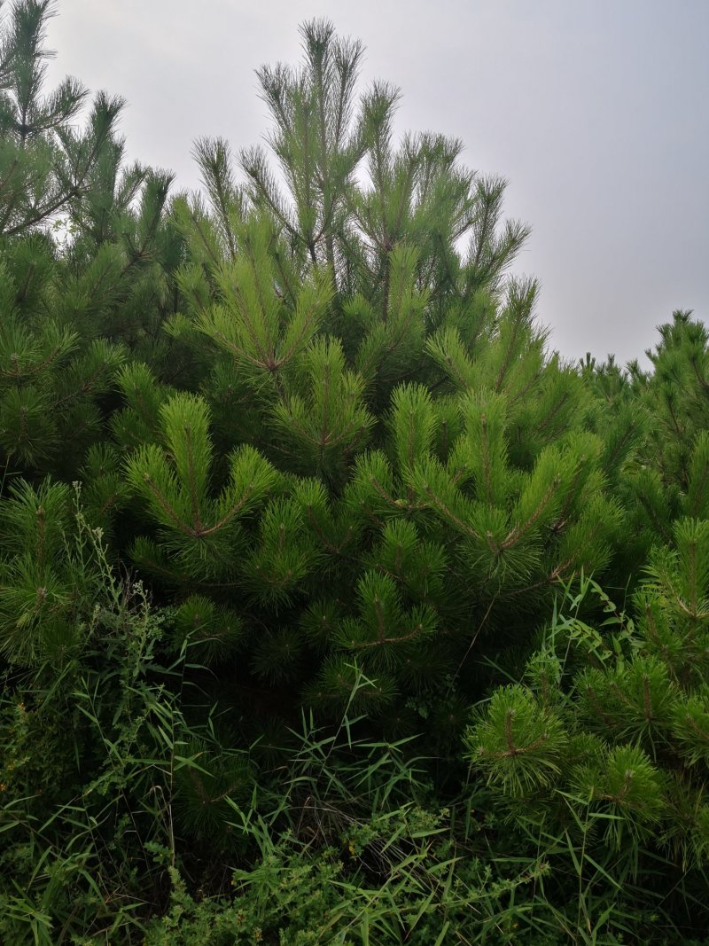 山西5米油松，2米油松，占地油松，3米油松，一级油松
