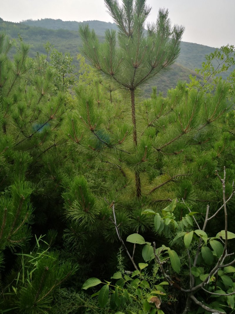 山西5米油松，2米油松，占地油松，3米油松，一级油松